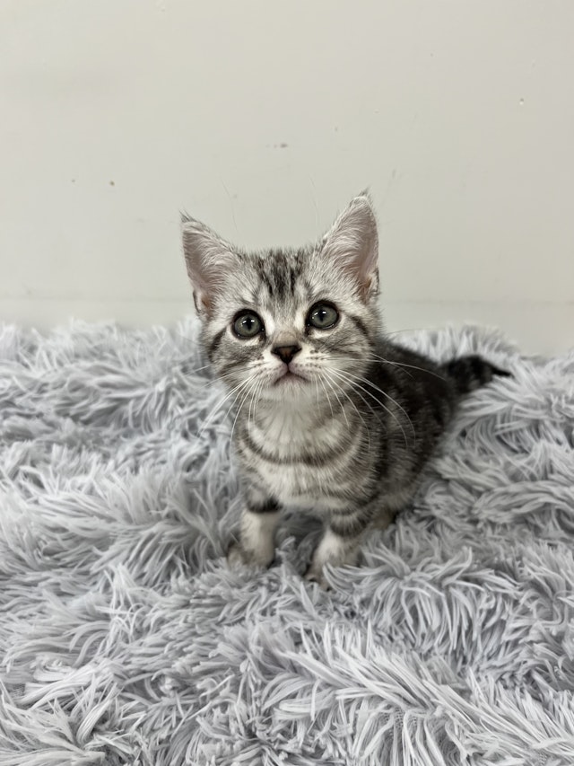 ネコ - 磐田店 | ペッツワン